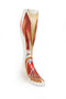 C12 - DISEÑO MUSCULOS