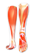C12 - DISEÑO MUSCULOS